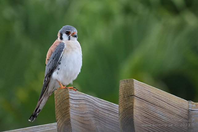 AMERICAN KESTREL (Falco sparverius dominicensis) - stor bild / full size
